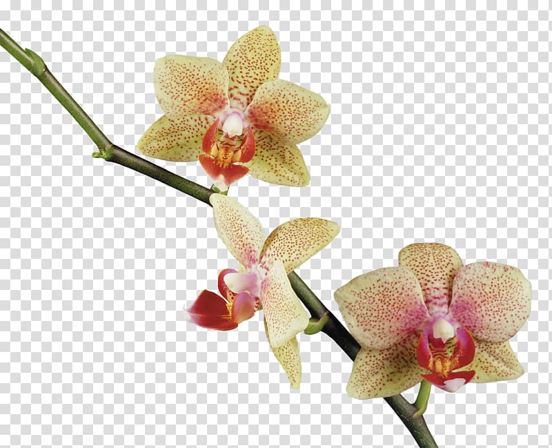 Flower Orchids , orchid transparent background PNG clipart