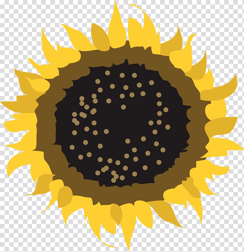 Common sunflower Pseudanthium , sunflowers transparent background PNG clipart