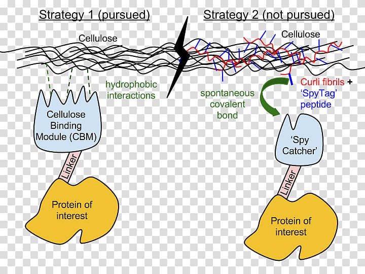 Carbohydrate-binding module Binding domain Protein domain Molecular binding Cellulose, horseradish transparent background PNG clipart