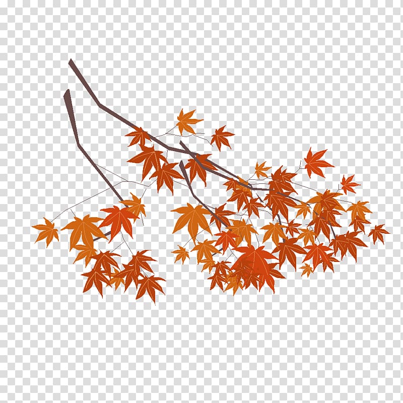 Maple leaf Drawing History , blant transparent background PNG clipart