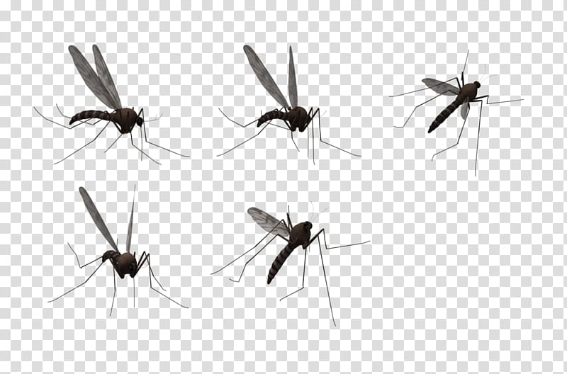 Mosquito transparent background PNG clipart