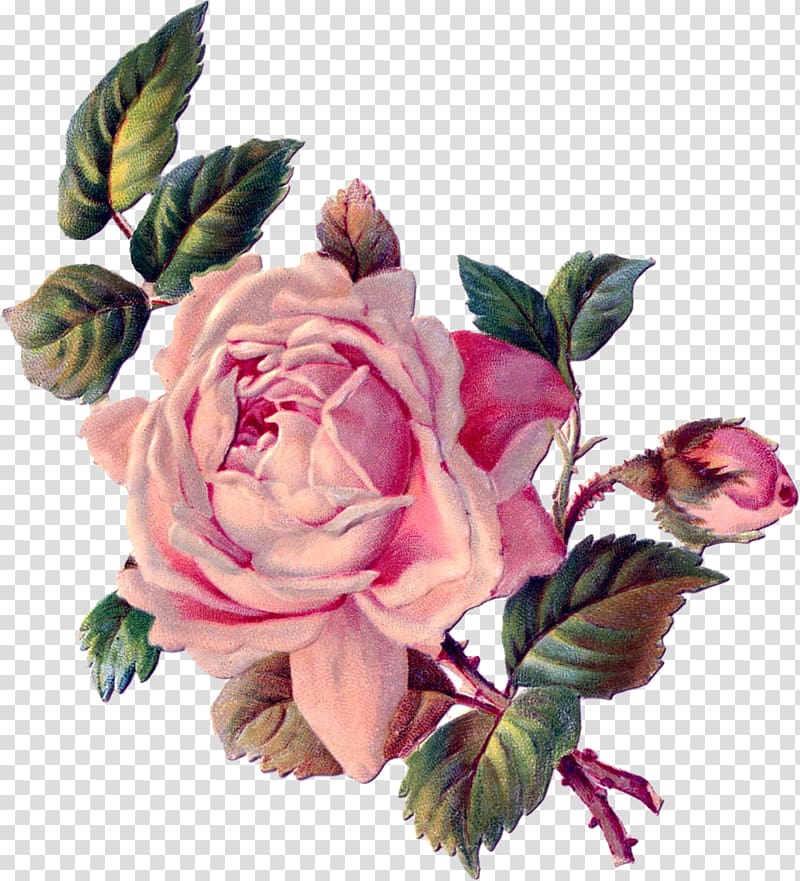 Flower Rose Paper , ginger transparent background PNG clipart