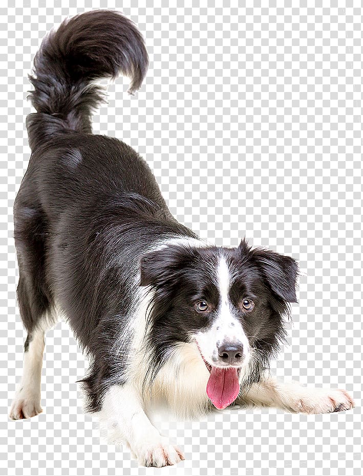 Dogs transparent background PNG clipart