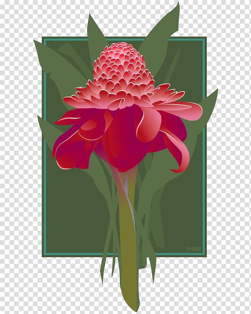 Etlingera elatior Drawing , ginger watercolor transparent background PNG clipart