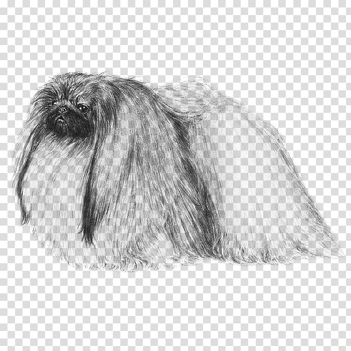 Affenpinscher Shih Tzu Lhasa Apso Tibetan Terrier Pekingese, pekingese transparent background PNG clipart