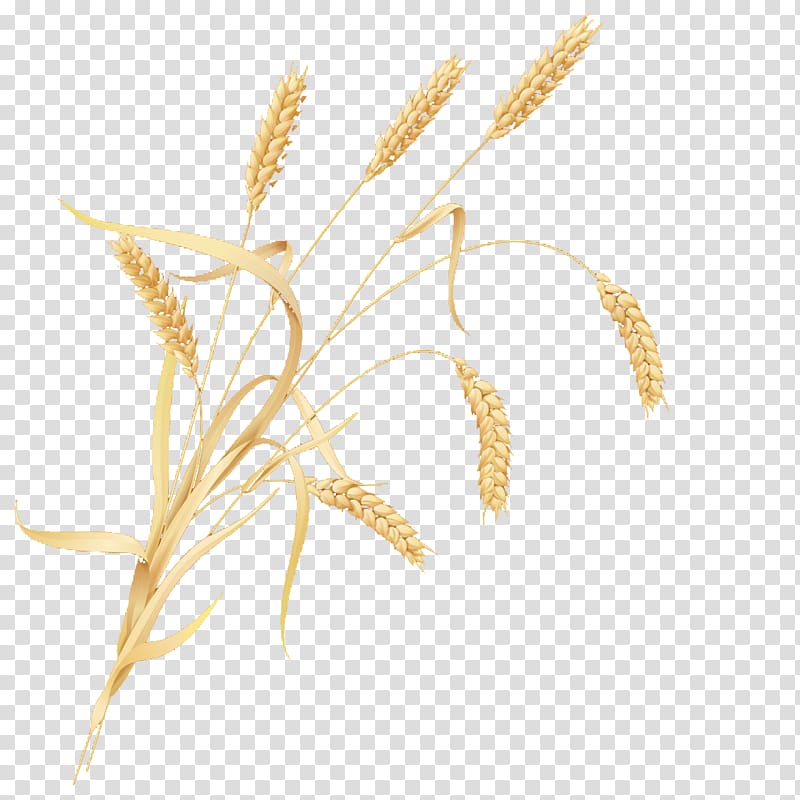 Cereal germ Wheat, wheat transparent background PNG clipart