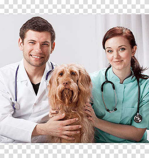 Veterinarian Cat Bichon Frise Paraveterinary worker Maltese dog, Cat transparent background PNG clipart