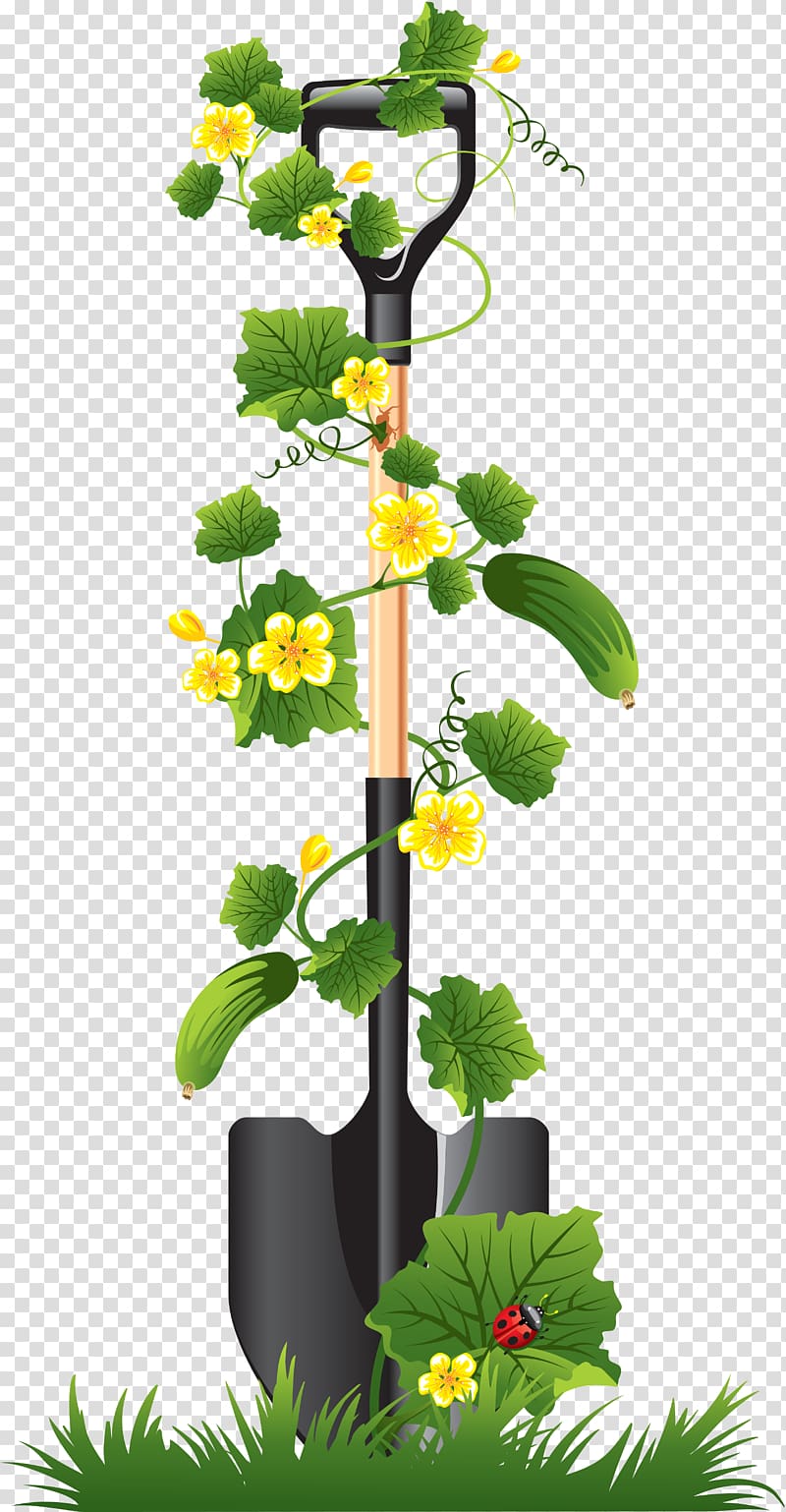 Pickled cucumber Seedling Vegetable, shovel transparent background PNG clipart