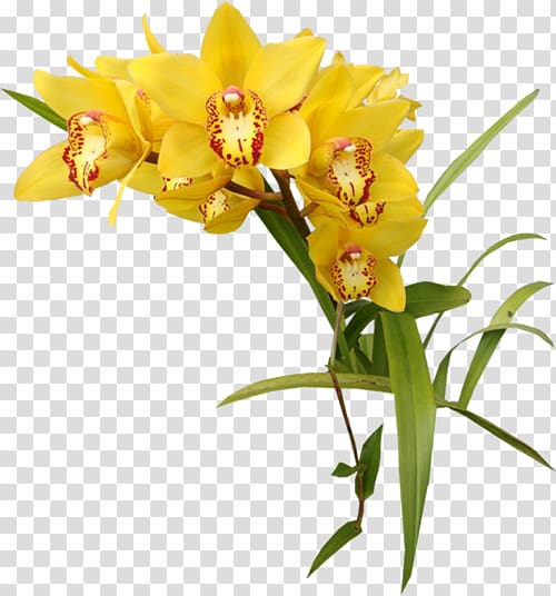 Orchids Yellow , others transparent background PNG clipart