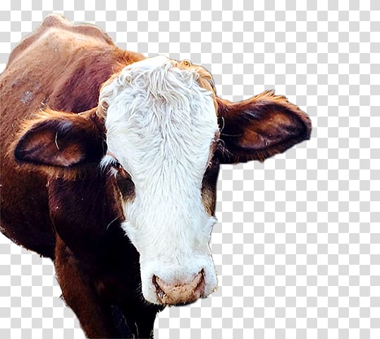 Dairy cattle Calf Snout, Ferdinand The Bull transparent background PNG clipart