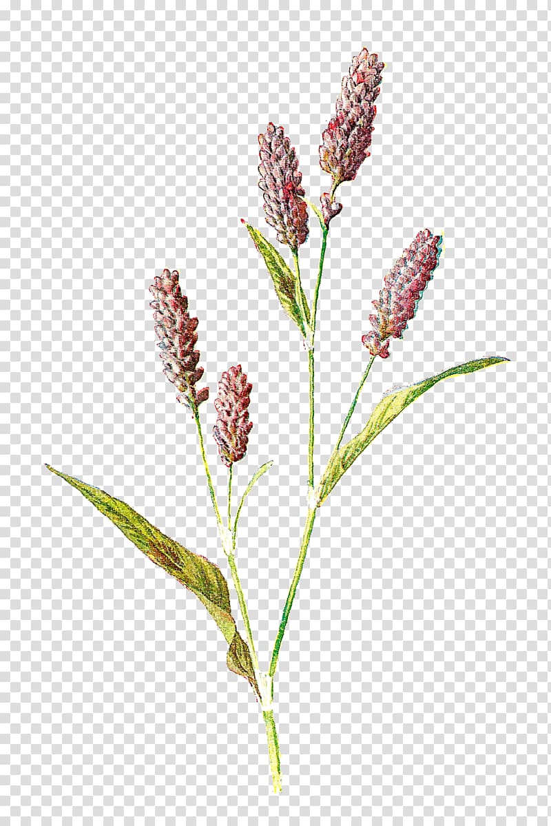 red petaled flowers painting, Familiar Wild Flowers Botany Wildflower Botanical illustration, lavender transparent background PNG clipart