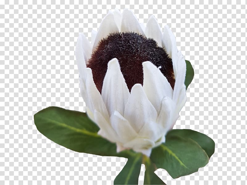 Flowering plant, Protea flower transparent background PNG clipart