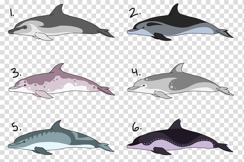 Spinner dolphin Common bottlenose dolphin Short-beaked common dolphin Striped dolphin Tucuxi, dolphin transparent background PNG clipart