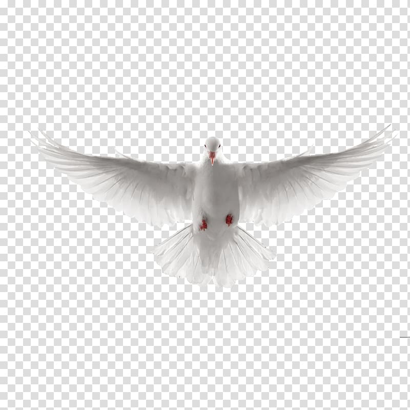 flying white dove of peace transparent background PNG clipart