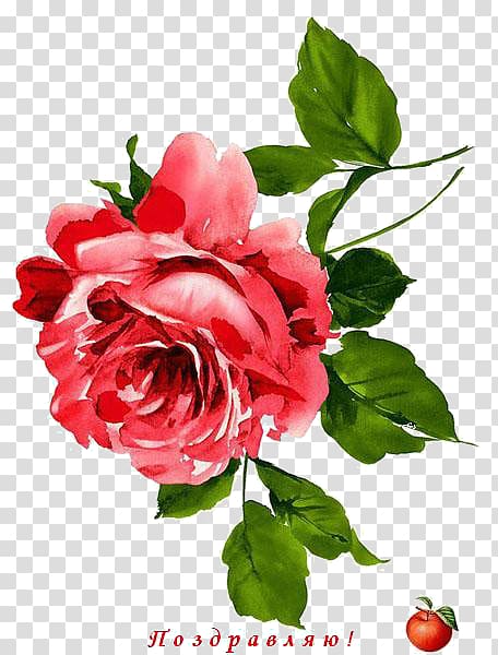 Garden roses Flower Floral design, design transparent background PNG ...