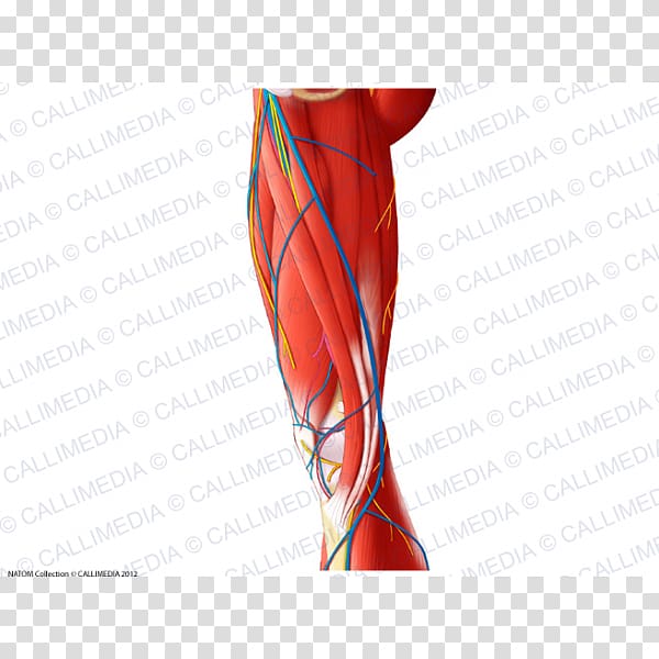 Thumb Thigh Muscle Blood vessel Knee, superficial temporal nerve transparent background PNG clipart