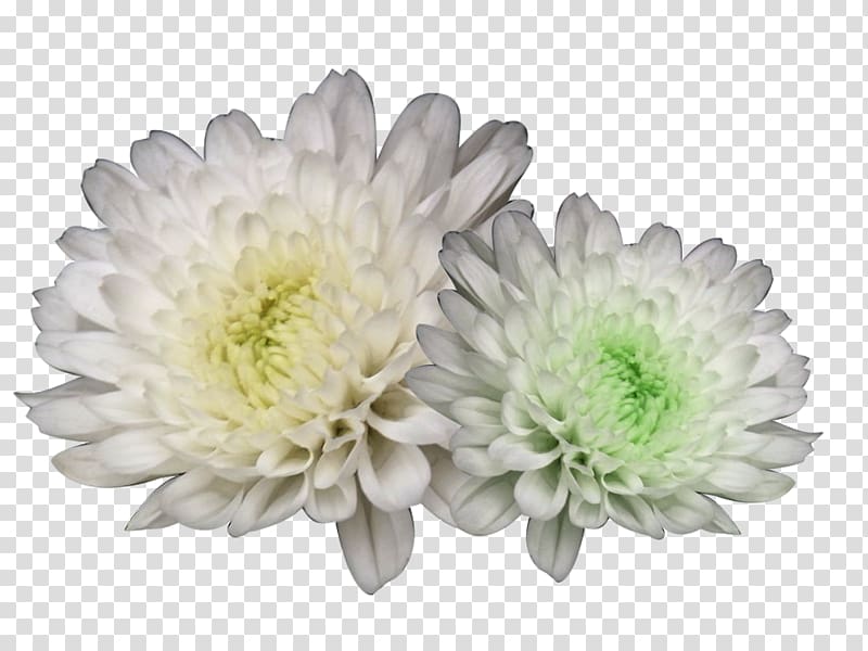 Chrysanthemum xd7grandiflorum Chrysanthemum tea Flower, Hang white chrysanthemum material transparent background PNG clipart