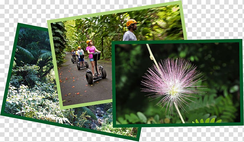 World Botanical Gardens Zip-line Mauna Kea, Botanical Garden transparent background PNG clipart