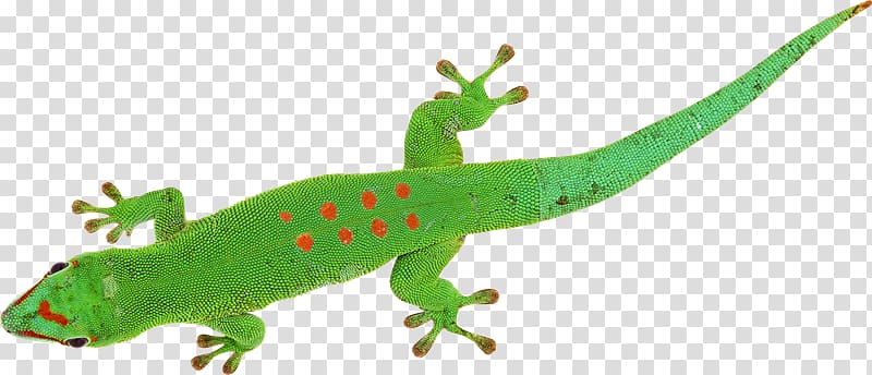 Gecko Lizard Chameleons Reptile, lizard transparent background PNG clipart