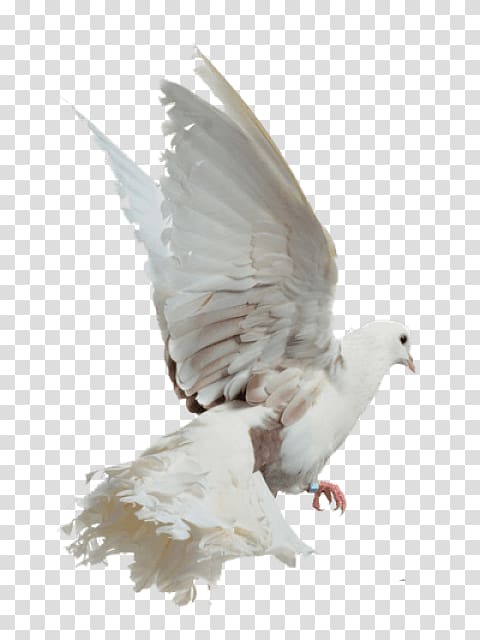 Rock dove White Columbidae, pigeons flying transparent background PNG clipart