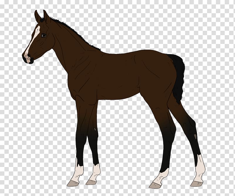 Fjord horse Horse & Pony Breeds Equestrian, others transparent background PNG clipart