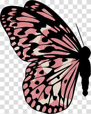 Butterfly, butterfly transparent background PNG clipart thumbnail