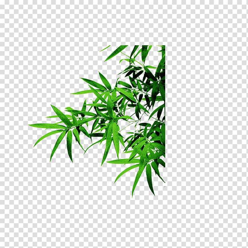 Bamboo Android Software, bamboo transparent background PNG clipart
