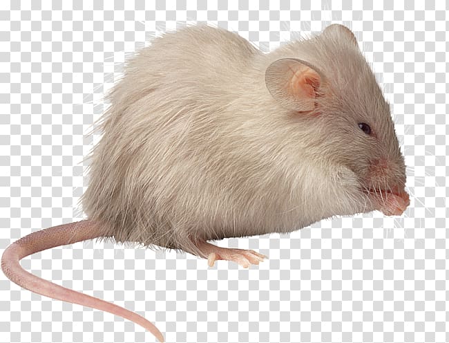 Mouse Brown rat Pet, mouse transparent background PNG clipart