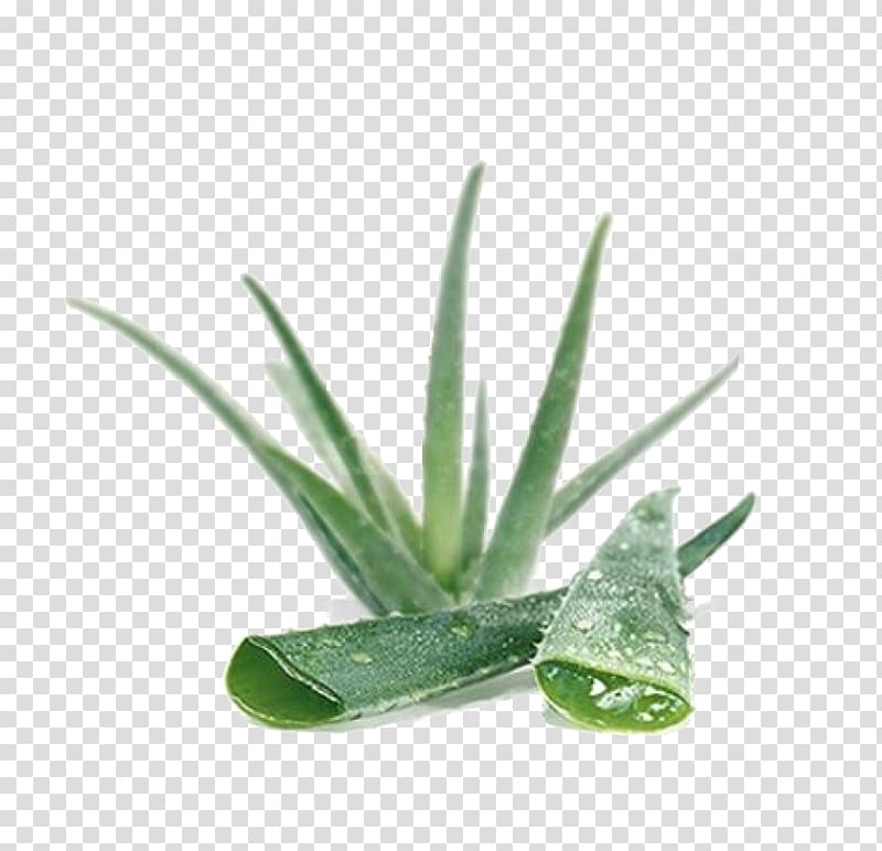 Aloe vera Skin Gel Lotion Medicinal plants, Aloe plant transparent background PNG clipart