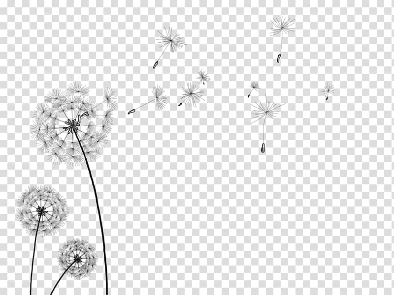dandelion flowers illustration, Information , dandelion transparent background PNG clipart