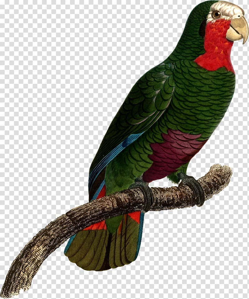Macaw Parakeet Beak , others transparent background PNG clipart