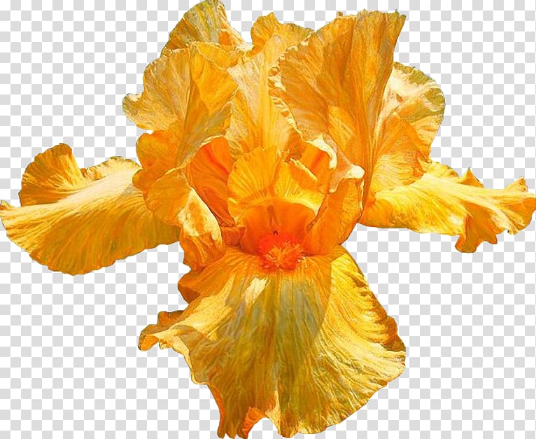 Overseas department Thought Guadeloupe Flower Delusion, Iris Flower transparent background PNG clipart