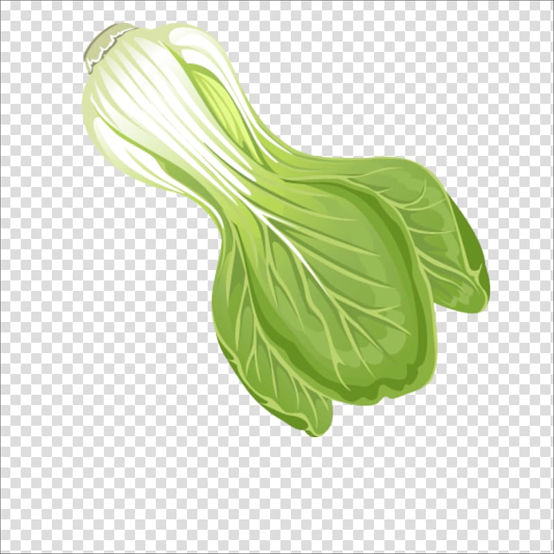Leaf vegetable Chinese cabbage, Chinese cabbage transparent background PNG clipart
