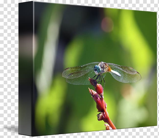 Dragonfly Damselflies, dragonfly transparent background PNG clipart