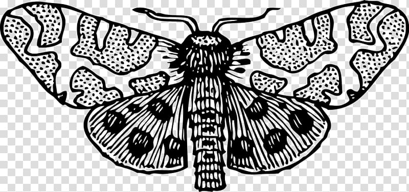 Giant leopard moth Luna Moth , Moth transparent background PNG clipart
