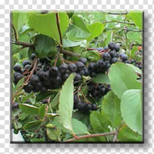 Aronia melanocarpa Brambles Shrub Grape Currant, grape transparent background PNG clipart