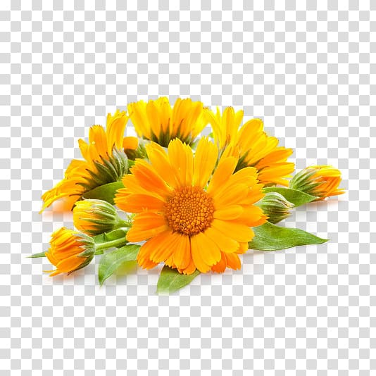yellow petaled flowers illustration, Calendula officinalis Oil Tincture Plant Skin care, oil transparent background PNG clipart