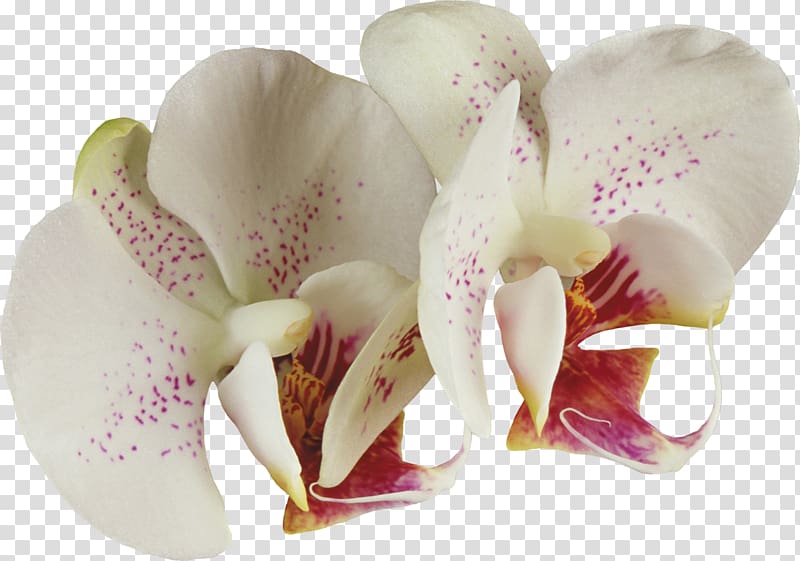 Cattleya orchids Flower Rose, orchid transparent background PNG clipart