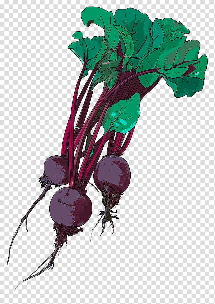 Chard Drawing Beetroot Illustration, Hand-painted purple beetroot transparent background PNG clipart