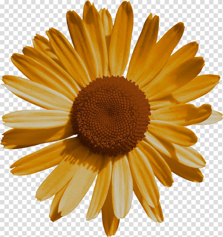 Common daisy Oxeye daisy Flower Honeysuckle, Felicitation transparent background PNG clipart