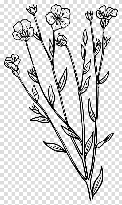 Botany Biology Drawing , plant transparent background PNG clipart