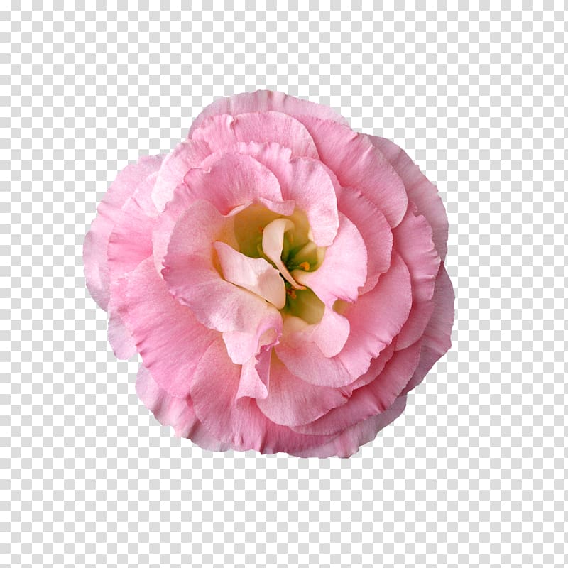 Flower , flower transparent background PNG clipart