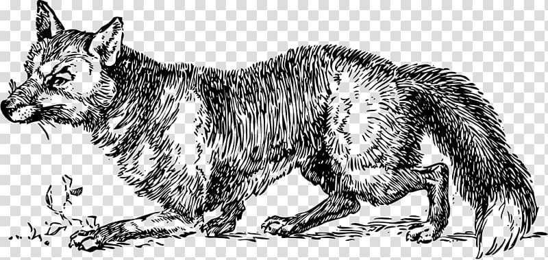 Red fox Arctic fox Fox hunting , fox sketch transparent background PNG clipart