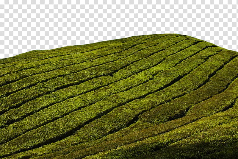 Charleston Tea Plantation Green tea Tea garden , Green tea field transparent background PNG clipart