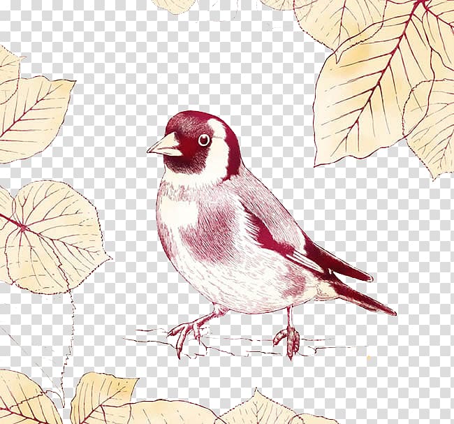 Sparrow Bird, Birds transparent background PNG clipart