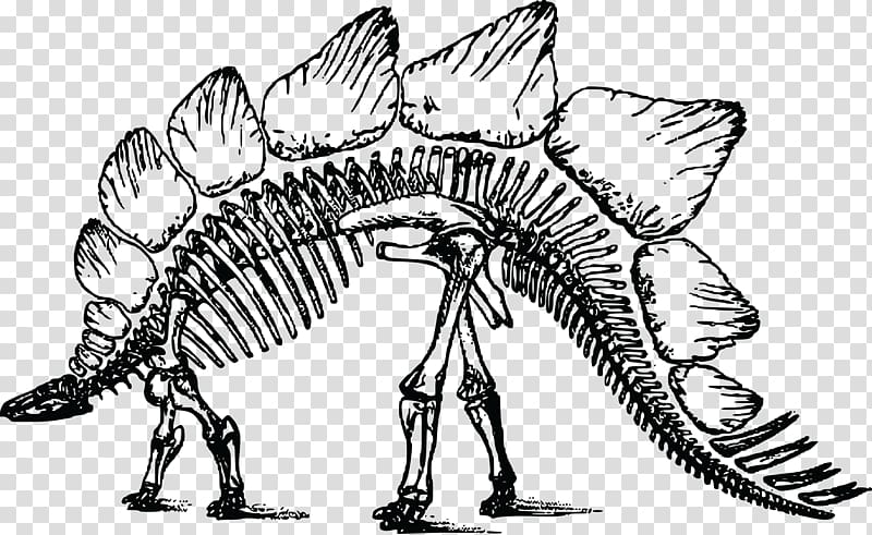 Stegosaurus Bone Wars Triceratops Skeleton, Skeleton transparent background PNG clipart