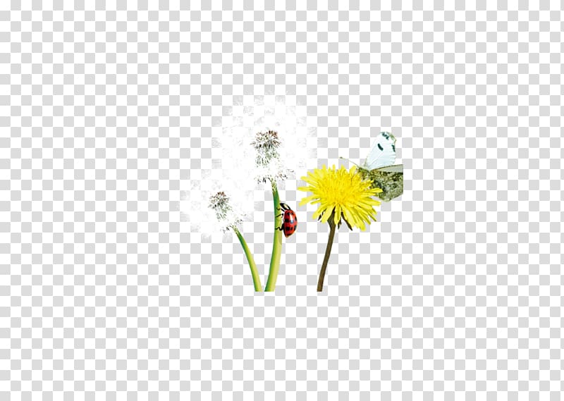 Petal Illustration, Dandelion decorative design material transparent background PNG clipart