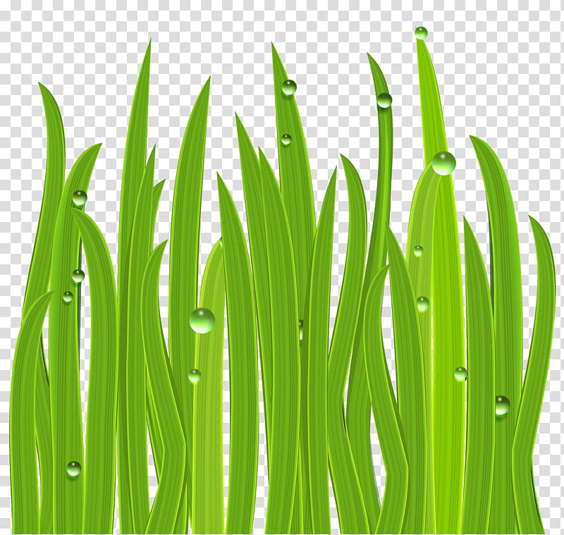 green grass , Icon , Grass Decor transparent background PNG clipart