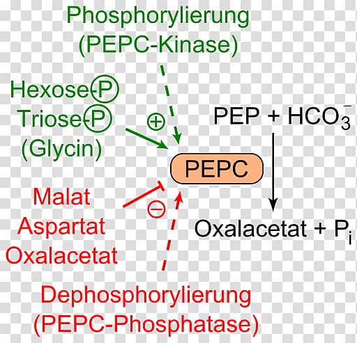 Phosphoenolpyruvate carboxylase Oxaloacetic acid Aspartic acid Glucose 6-phosphate, others transparent background PNG clipart