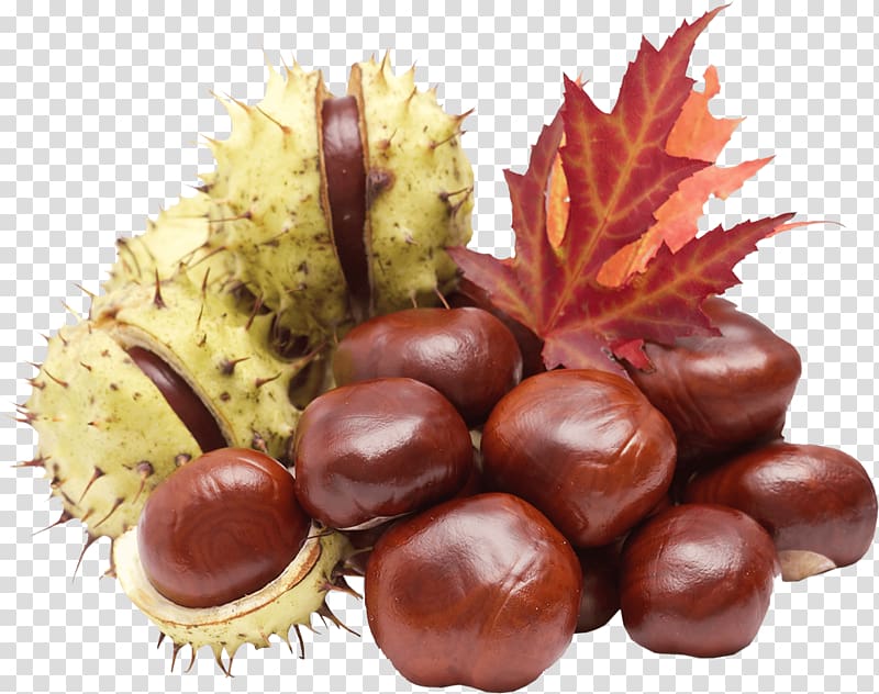 Chestnut Hickory Tanning material Nuts Fruit crops, chestnut transparent background PNG clipart